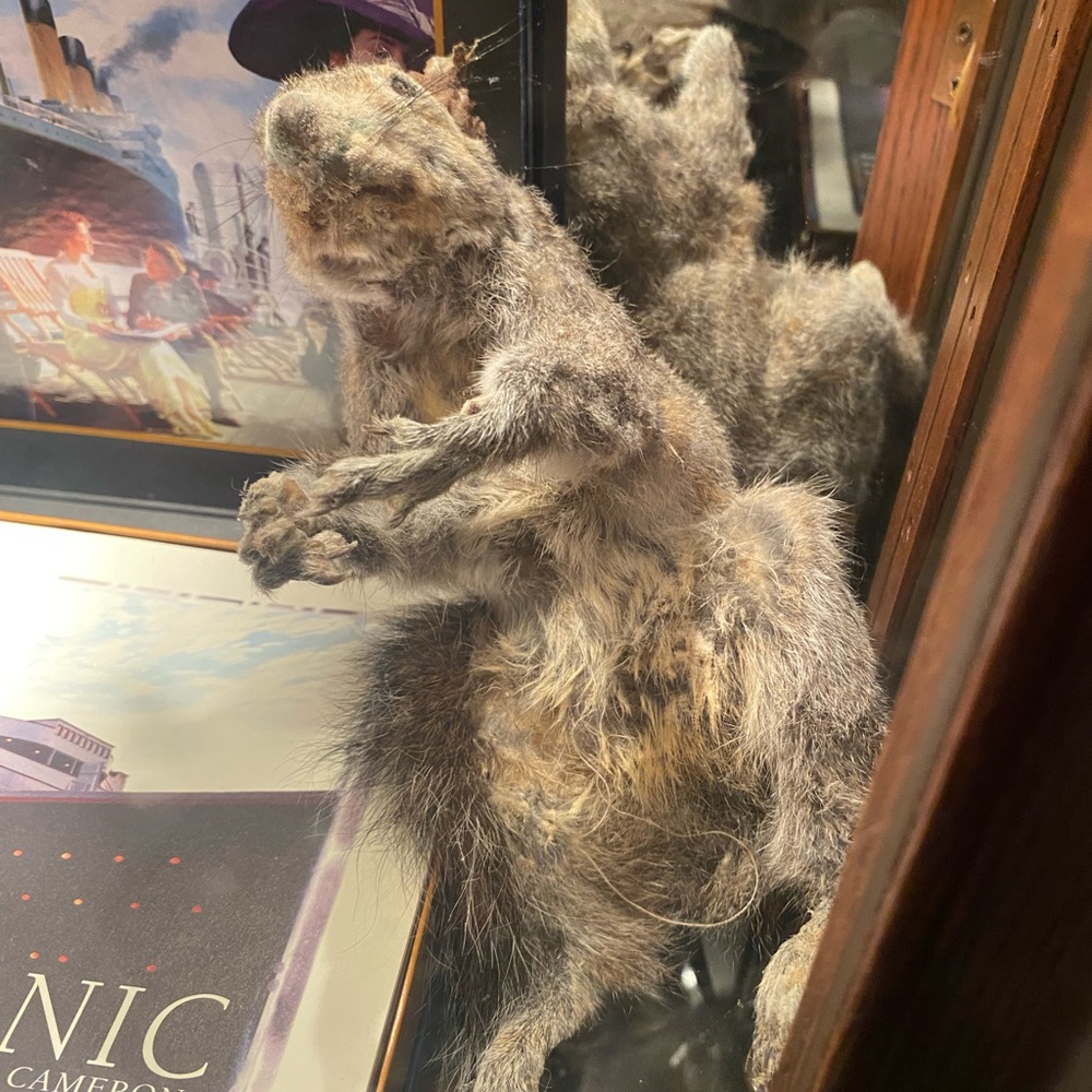 Taxidermy Squirrel